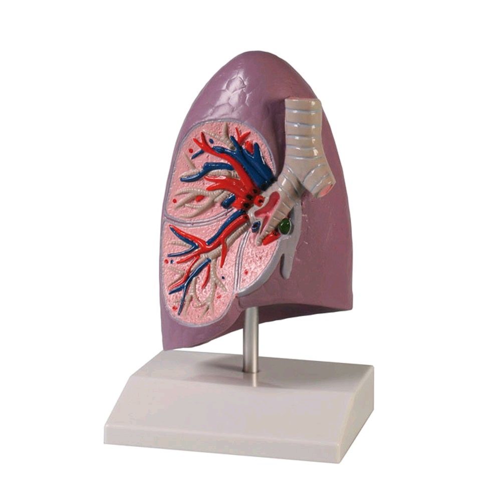 Modell einer Lungenhälfte von Erler Zimmer, lebensgroß, auf Stativ mit farbiger Anatomie