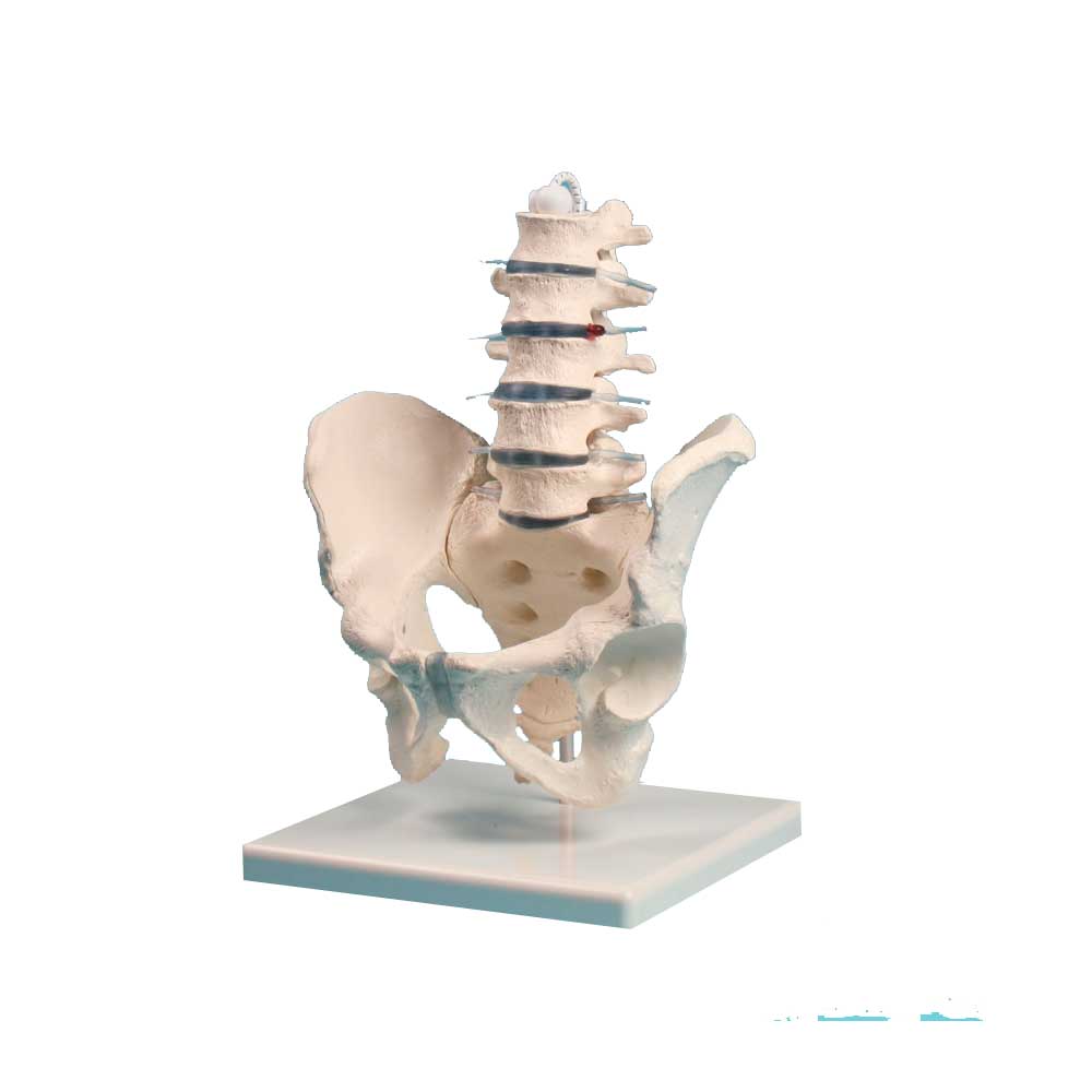 Erler Zimmer anatomisches Lendenwirbelsäule- und Beckenmodell auf Sockel