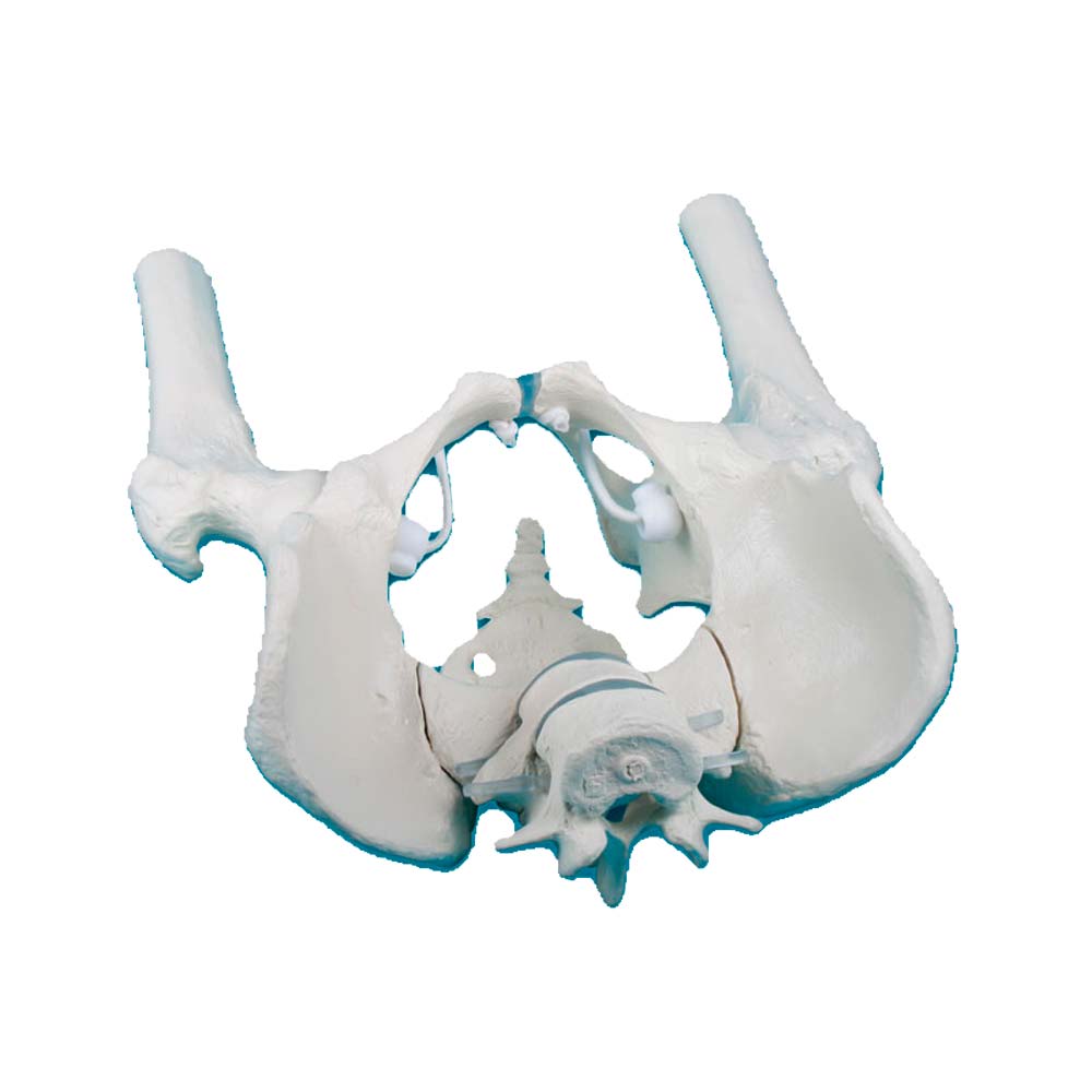 Beckenmodell des männlichen Beckens mit Kreuzbein und Oberschenkelstümpfen, anatomisch