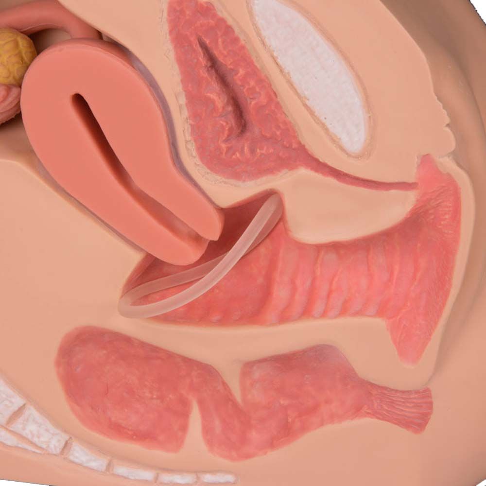Detailmodell des weiblichen Genitalorgans im medianen Schnitt, rote Strukturen