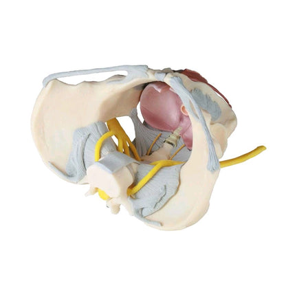 Beckenmodell mit Bandapparat und Nerven, weibliche Anatomie, offene Schnittansicht, gelbe Leitungen