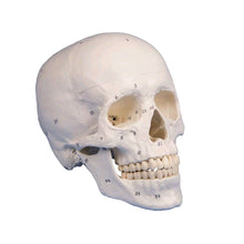 Anatomisches, nummeriertes Schädelmodell von Erler Zimmer mit Zähnen