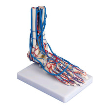Anatomisches Fußgefäß-Modell von Erler Zimmer, lebensgroß, auf Stativ mit Fuß und Unterschenkel