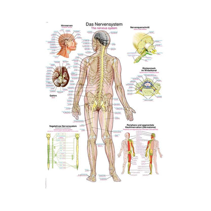 Anatomische Lehrtafel mit menschlicher Ganzkörperansicht und beschrifteten Nervensystem-Details