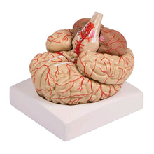 Gehirn-Modell mit Arterien von Erler Zimmer, lebensgroß, auf Sockel