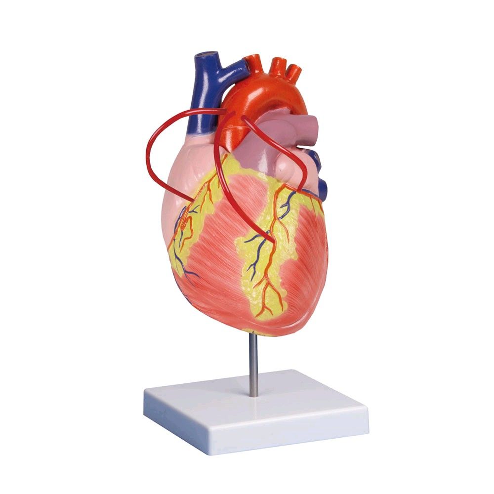 Herzmodell aus Kunststoff, mehrfarbig, mit Gefäßen, auf Stativständer