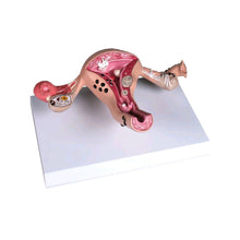 Lebensgroßes Uterusmodell auf Lehrtafel, anatomischer Längsschnitt mit farbigen Details