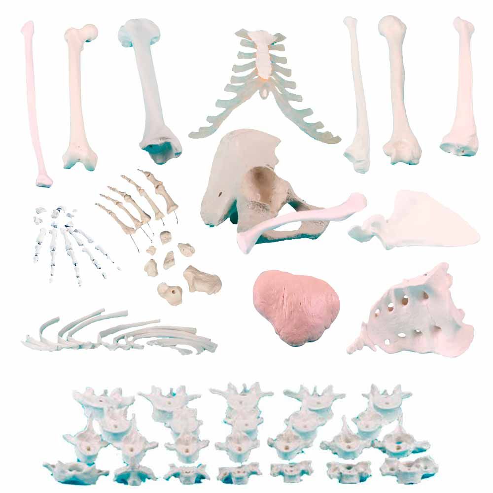 Männliches Knochenmodell-Set mit mehreren anatomischen Knochen