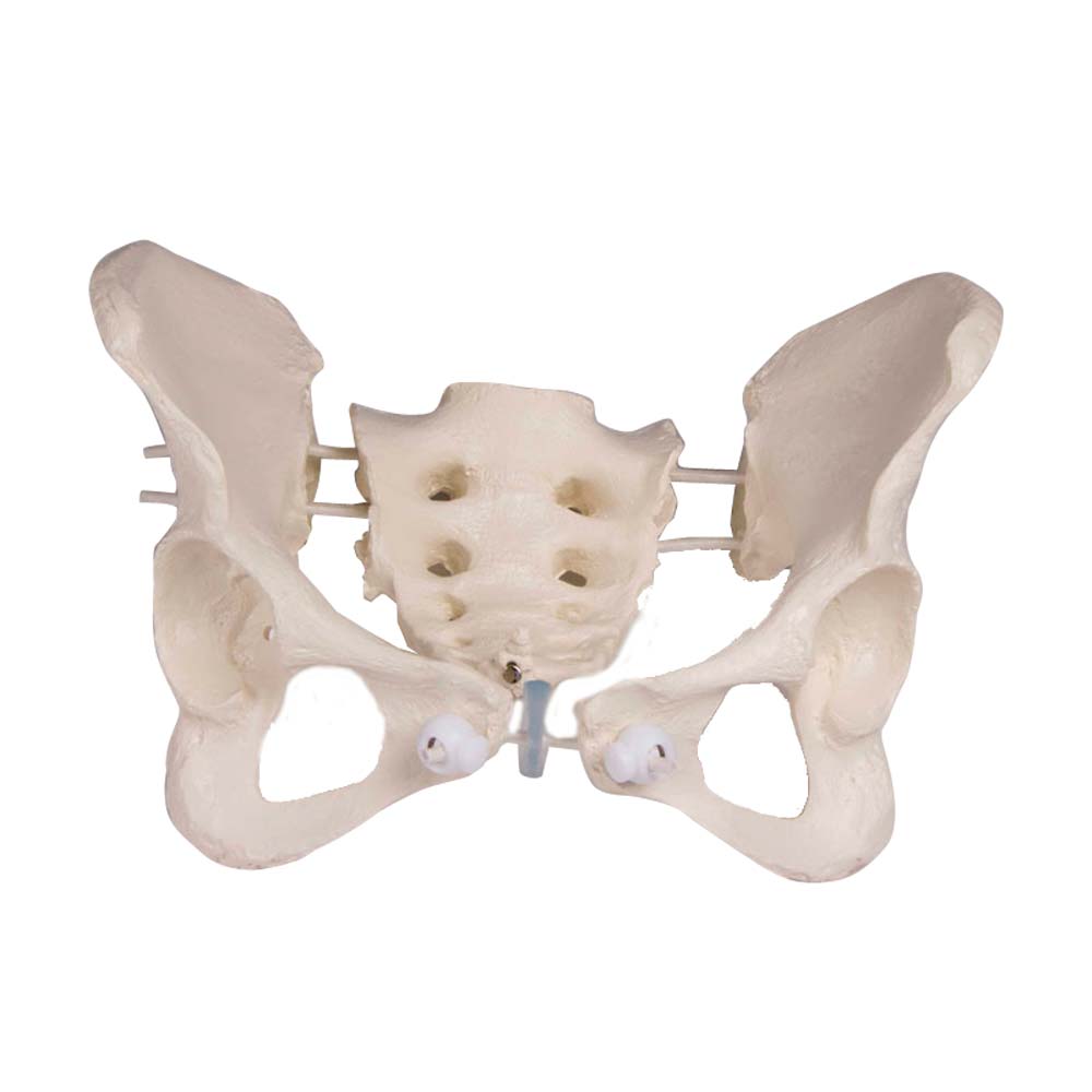 Erler Zimmer Beckenmodell, weiblich, flexibel – Hüftmodell von vorn, leicht seitlich