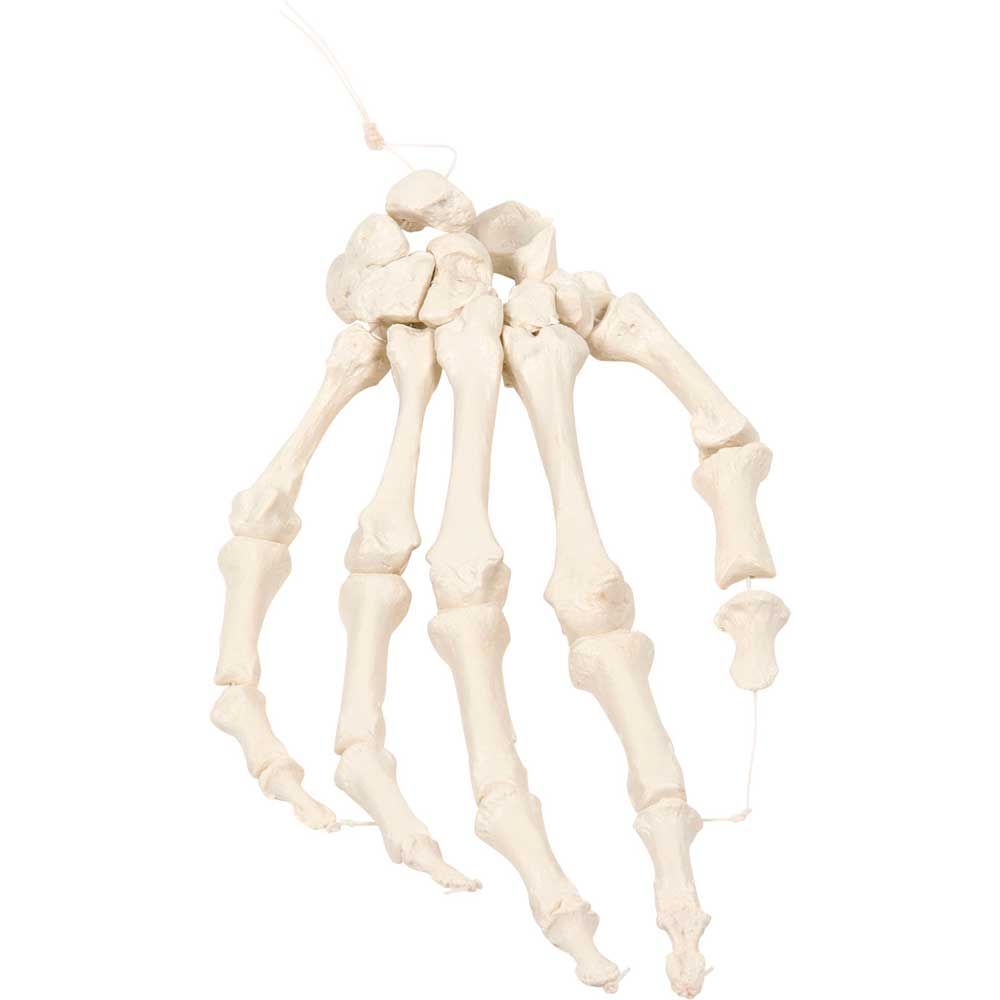 Handschkelettmodell auf Nylon, weißes Hand- und Armgerüst