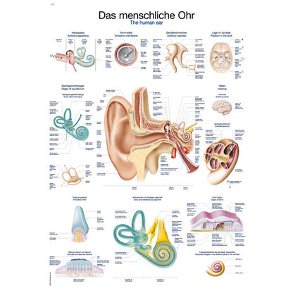 Anatomische Lehrtafel menschliches Ohr mit detaillierten Innenohr- und Hörschnecken-Grafiken