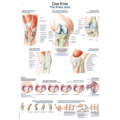 Anatomische Lehrtafel fürs Knie mit farbigen Zeichnungen und Beschriftungen