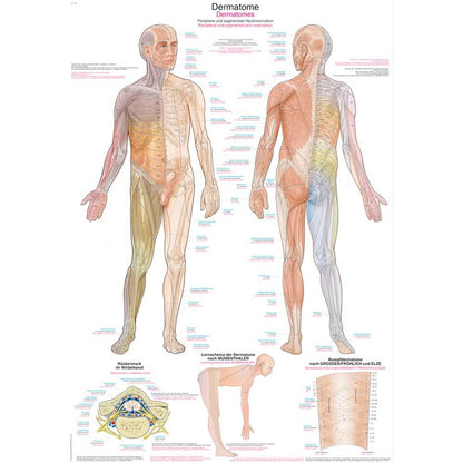 Anatomische Lehrtafel mit Dermatomzonen am Körper, Vorder- und Rückansicht