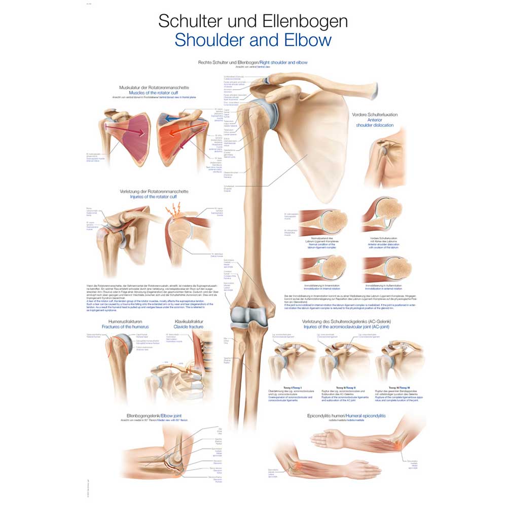 Anatomische Lehrtafel Schulter und Ellenbogen mit schematischen Schnittdarstellungen
