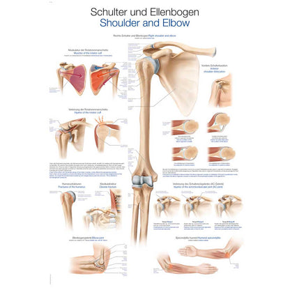 Anatomische Lehrtafel Schulter und Ellenbogen mit schematischen Schnittdarstellungen