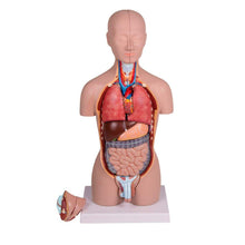 Zweigeschlechtlicher Miniaturtorso-Modell mit freigelegten inneren Organen, 16-teilig