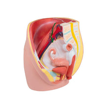 Weibliche Beckenhälfte-Modell, 3-teilig, anatomische Schnittdarstellung