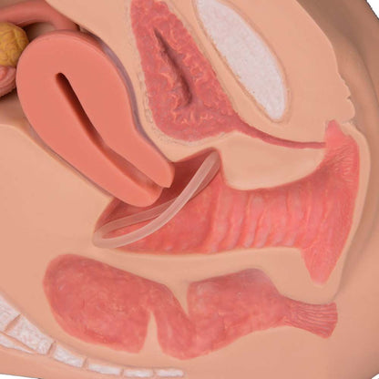 Detailmodell des weiblichen Genitalorgans im medianen Schnitt, rote Strukturen